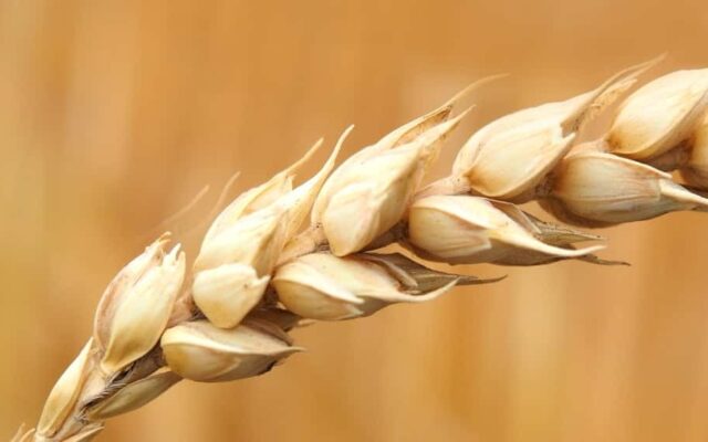 Ripe for the Harvest 2021