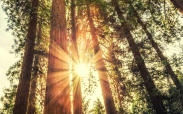 Young Adult Camping Trip 2018